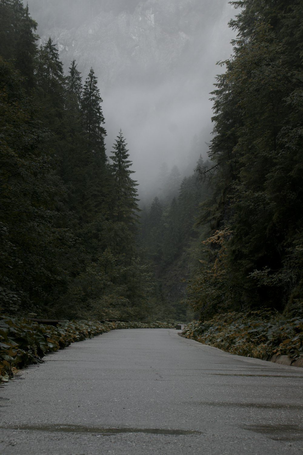 a road with trees on the side