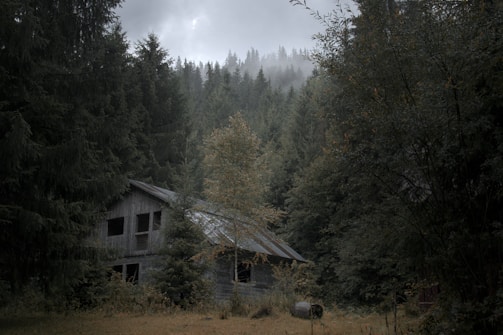 Fog rolling over an abandoned onsen with faint claw marks on wooden beams.