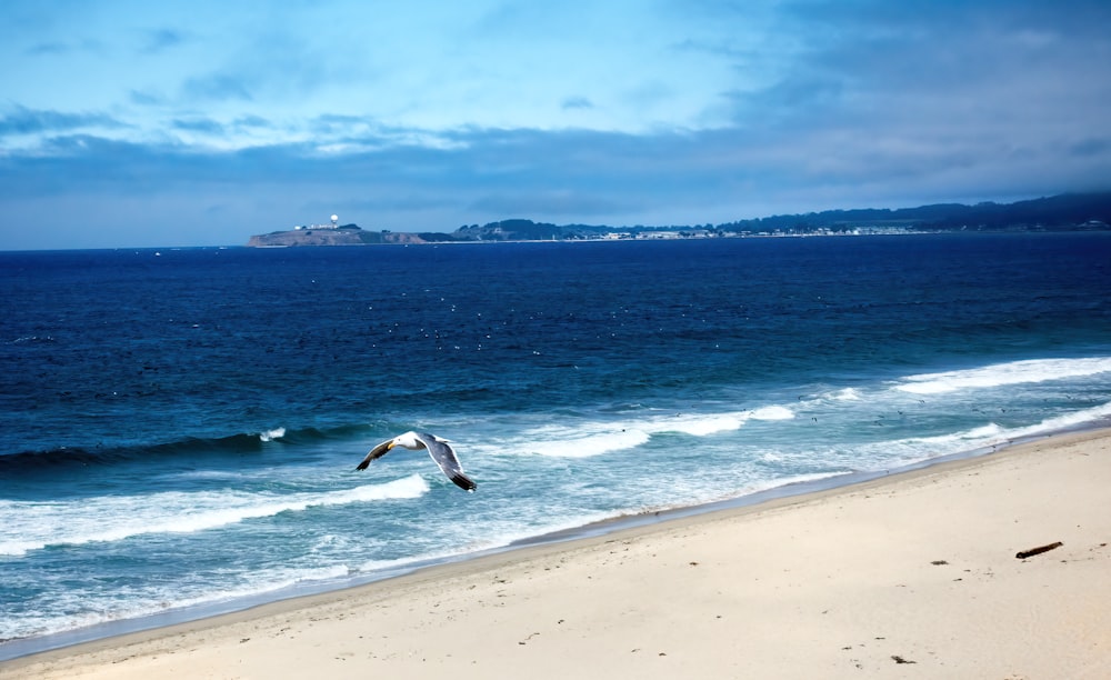 a seagull flying over a beach