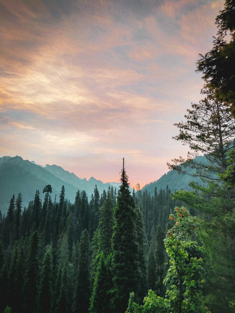 a forest of trees