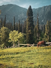 A serene view of the horse sanctuary with gentle horses grazing near the automated greenhouse under a bright Montana sky.