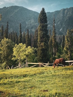 A serene equestrian landscape featuring a horse grazing in a lush green field under a clear blue sky.
