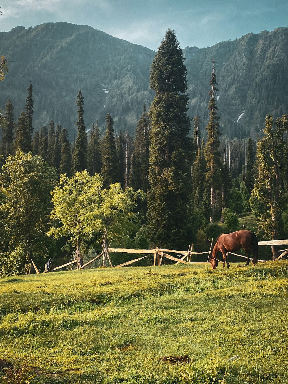 Un cavallo che pascola in un campo