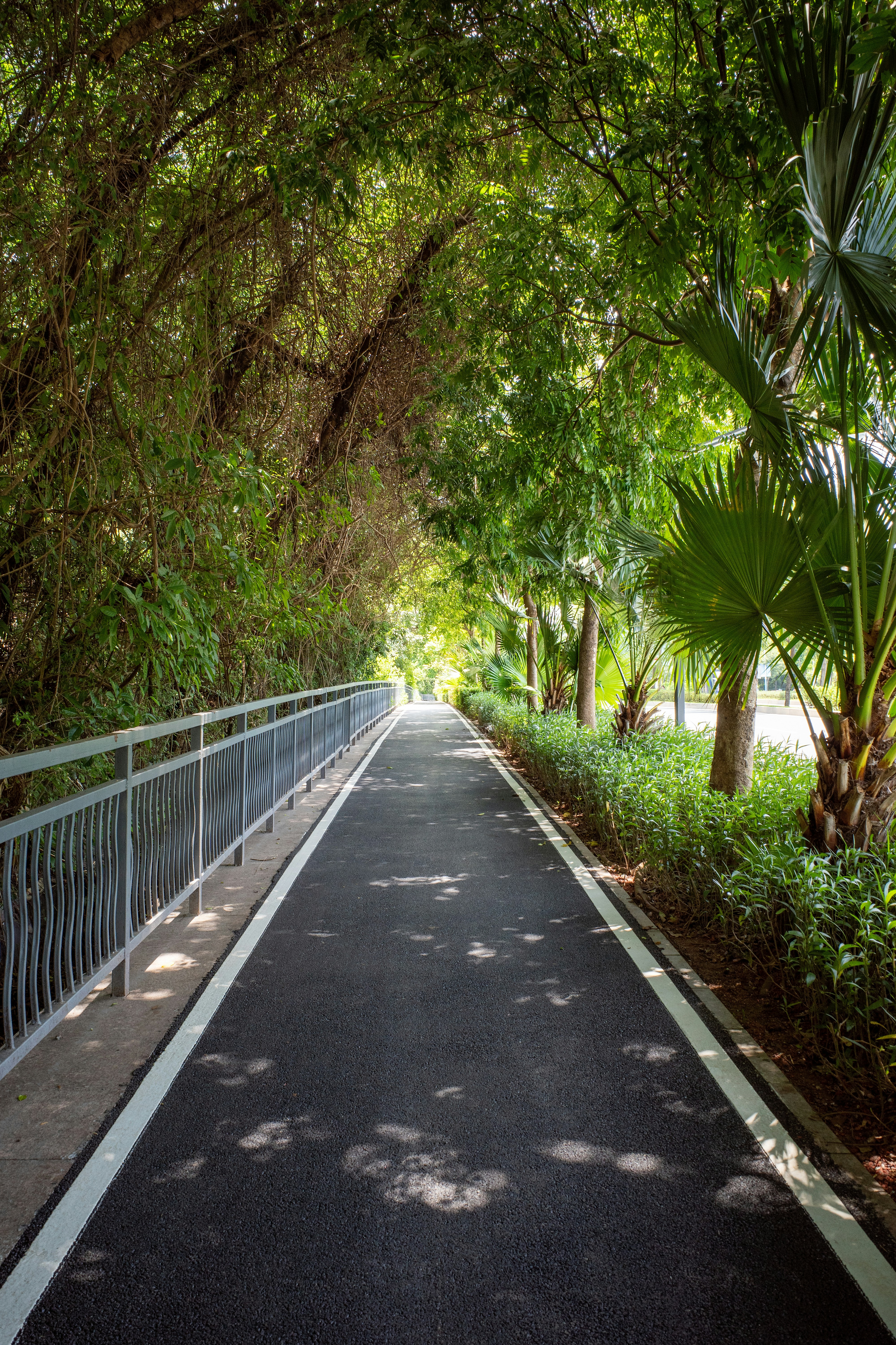 a road with trees on the side