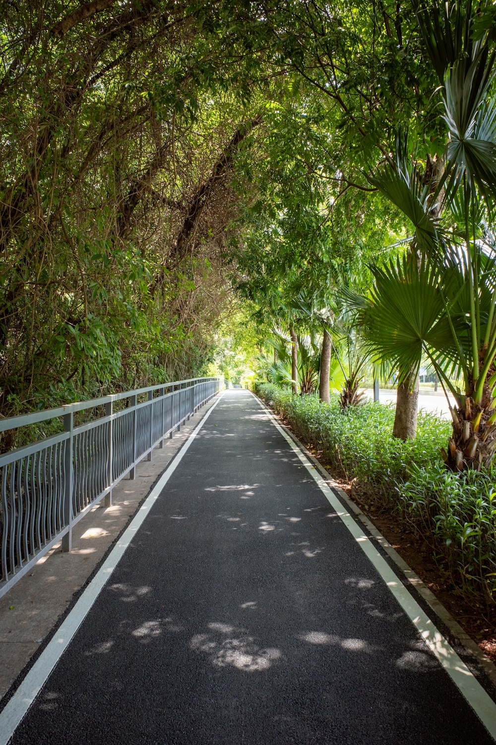 a road with trees on the side