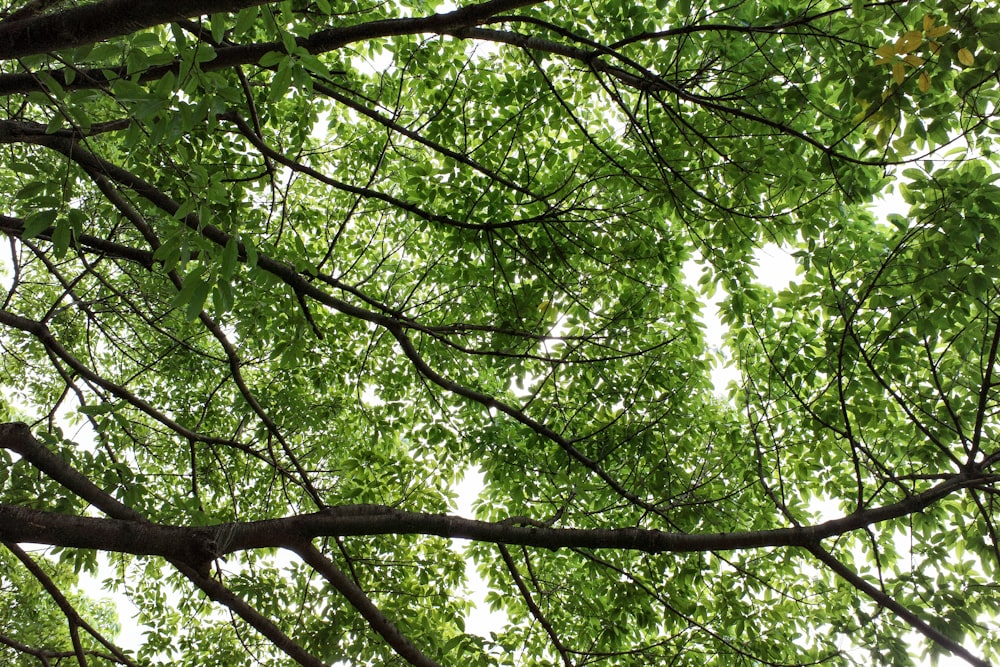 looking up at trees with leaves