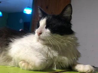 A moody black cat lounging on a white oversized t-shirt with sarcastic expression.