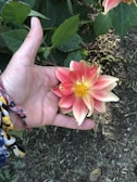 A pink and white flower with a yellow center, held in the palm of a person's hand. The hand is adorned with colorful woven bracelets. In the background, there are green leaves and soil.