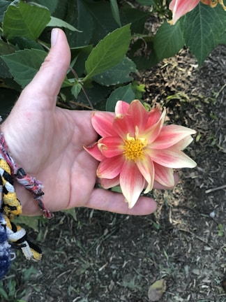A pink and white flower with a yellow center, held in the palm of a person's hand. The hand is adorned with colorful woven bracelets. In the background, there are green leaves and soil.