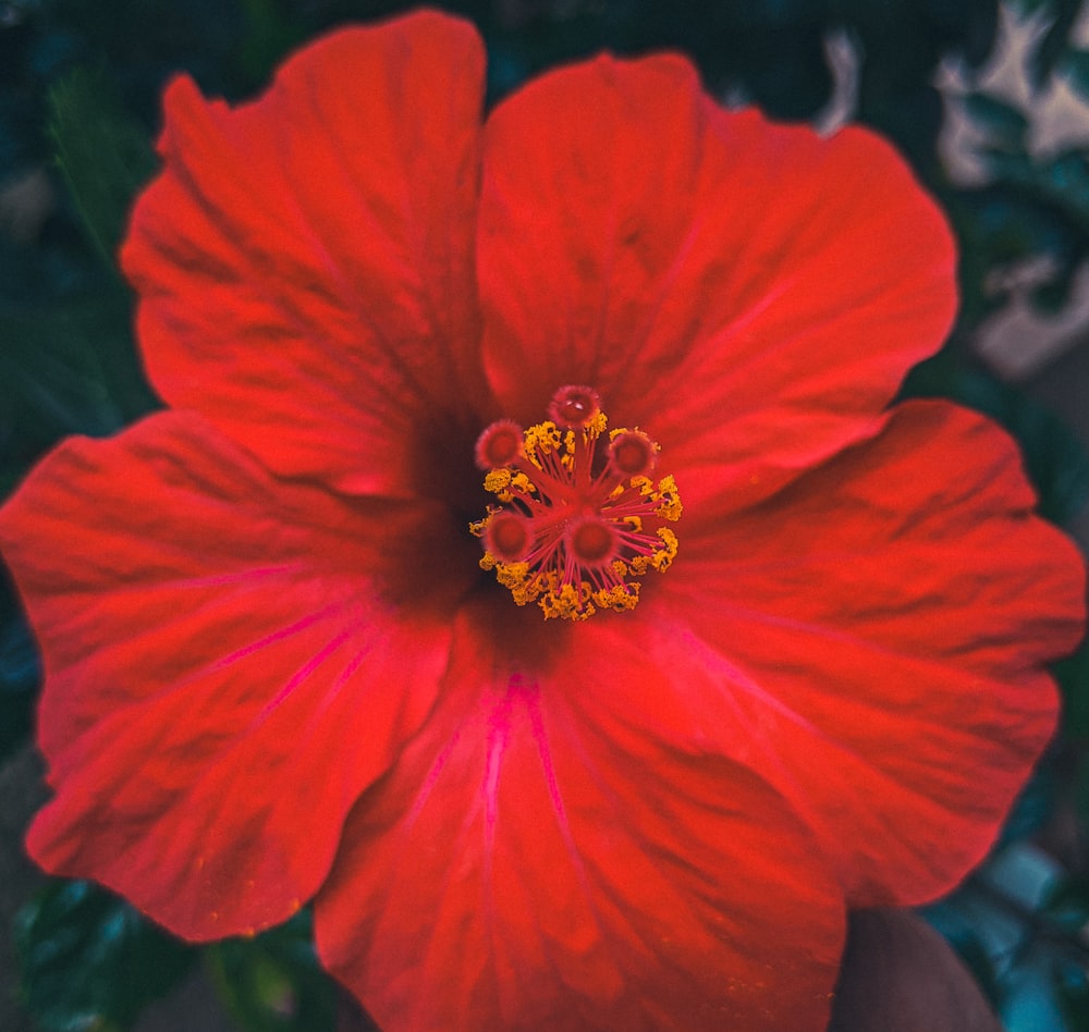 a close up of a flower