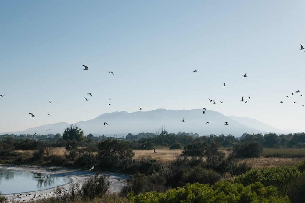 a flock of birds flying over a field