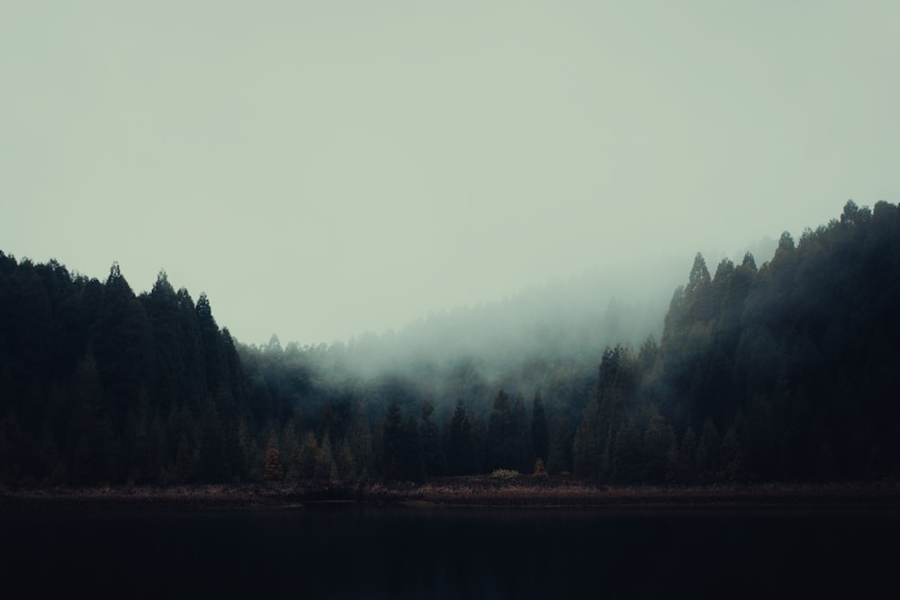 a foggy forest next to a lake