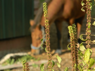 Tall plants with textured leaves and dark brown seed clusters dominate the foreground, while a blurred brown horse grazes in the background next to a green barn.