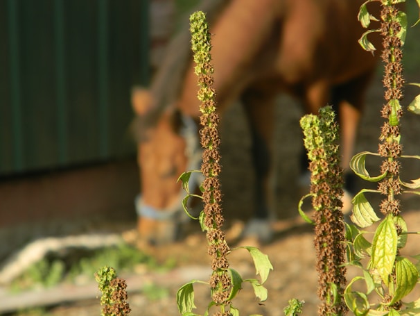 Tall plants with textured leaves and dark brown seed clusters dominate the foreground, while a blurred brown horse grazes in the background next to a green barn.
