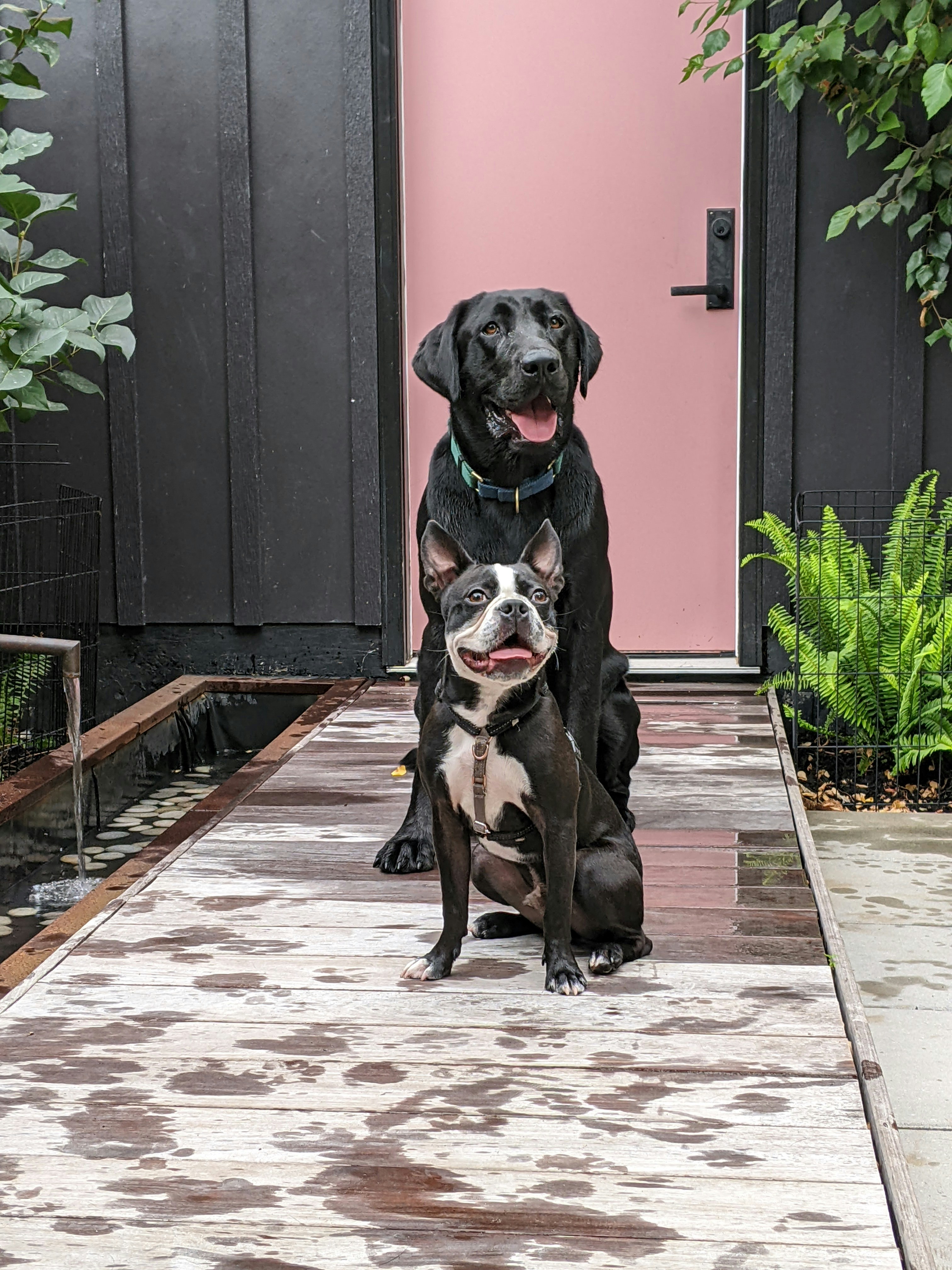 a couple of dogs sitting on a porch