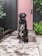 Two dogs, a Labrador and a Boston Terrier, are sitting on a wet wooden walkway in front of a pink door framed by dark walls. The Labrador is sitting behind the Boston Terrier with both looking directly at the camera. Lush green plants are visible around them, adding to the garden-like setting.