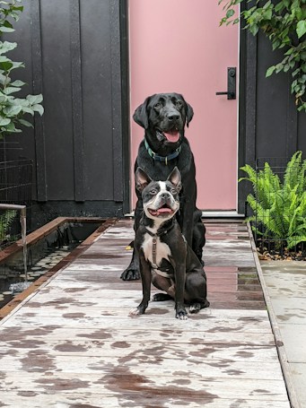Two dogs, a Labrador and a Boston Terrier, are sitting on a wet wooden walkway in front of a pink door framed by dark walls. The Labrador is sitting behind the Boston Terrier with both looking directly at the camera. Lush green plants are visible around them, adding to the garden-like setting.