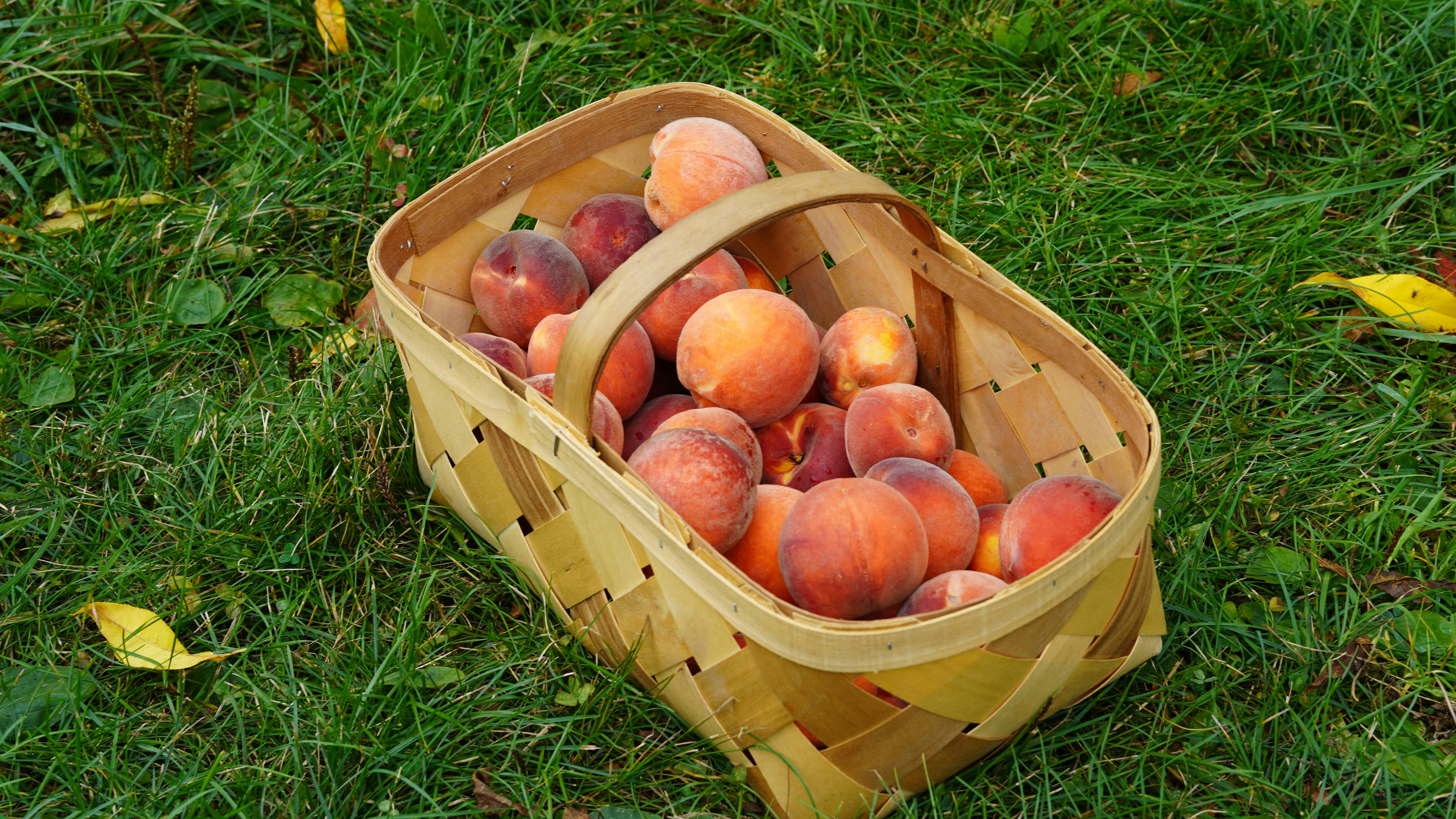 A basket of peaches.