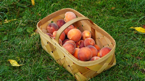 Close-up of freshly picked peaches resting in a rustic wooden basket