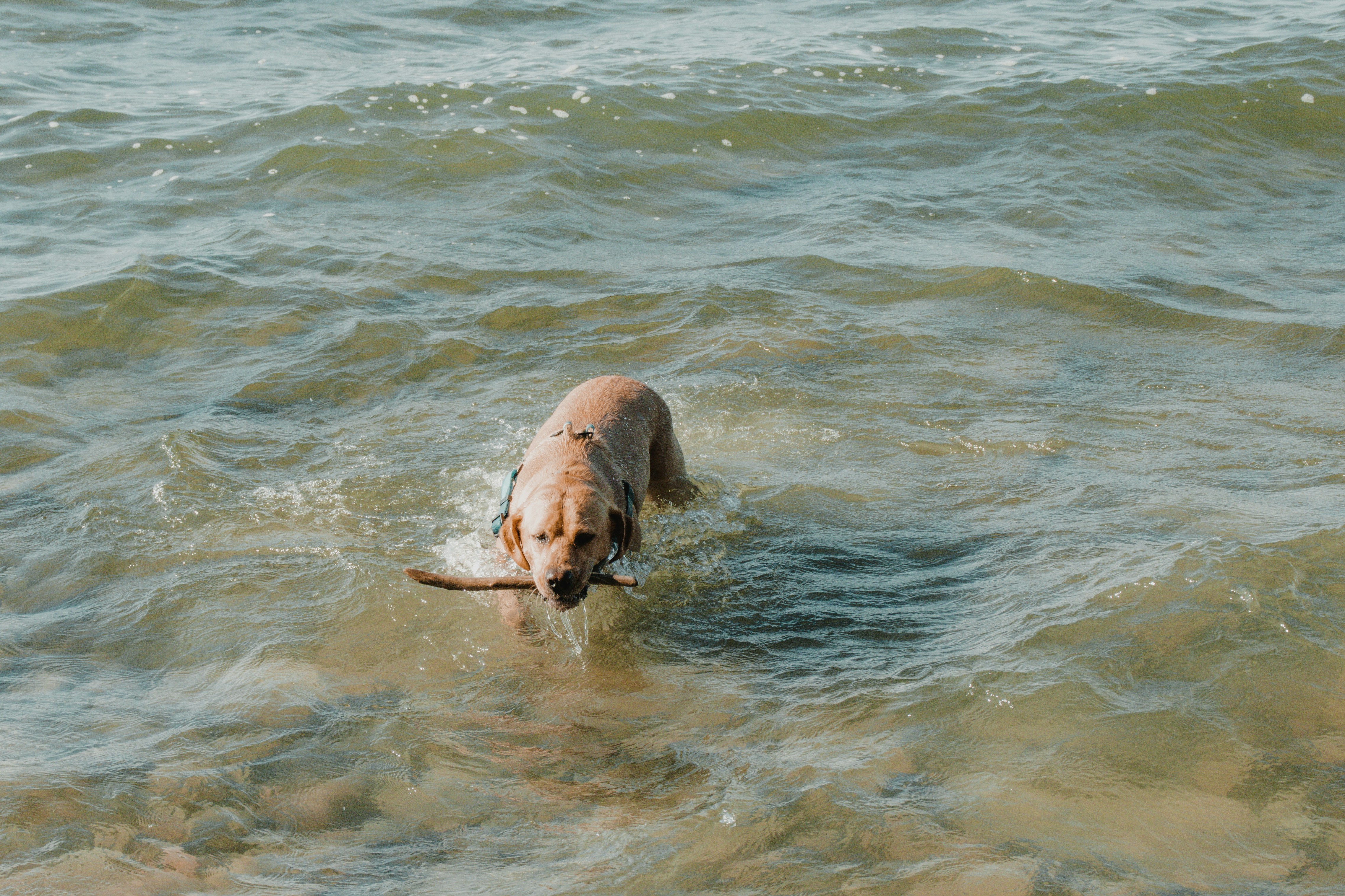 Best Fish for Dogs: A Healthy Catch for Your Canine Companion