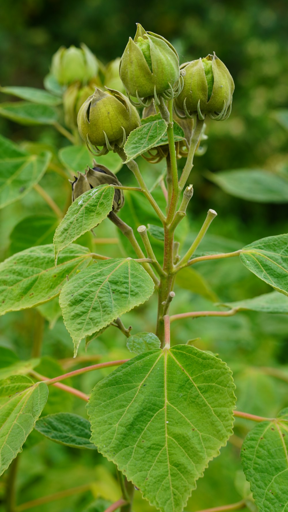 a bee on a plant