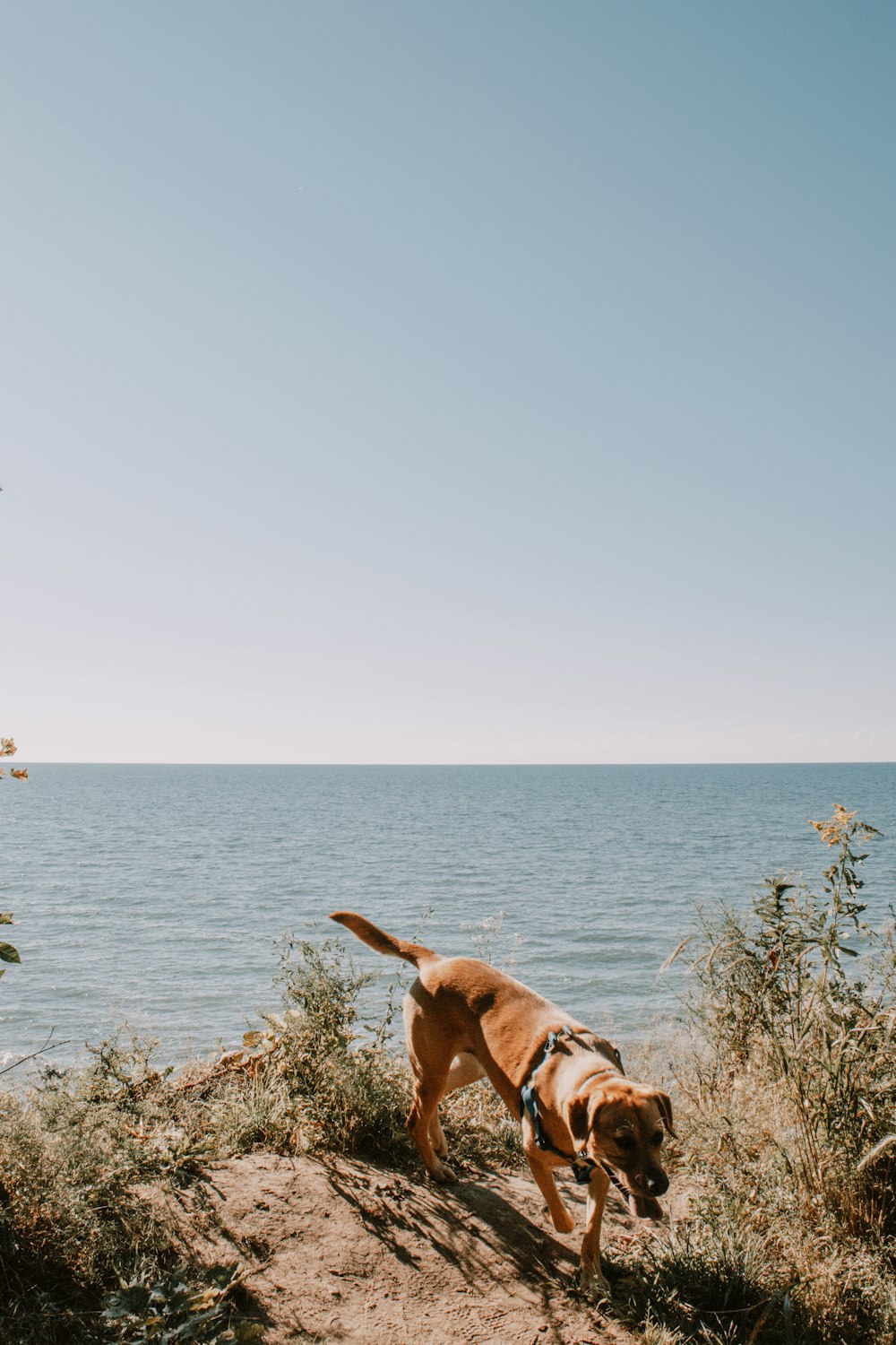 a dog standing on a beach