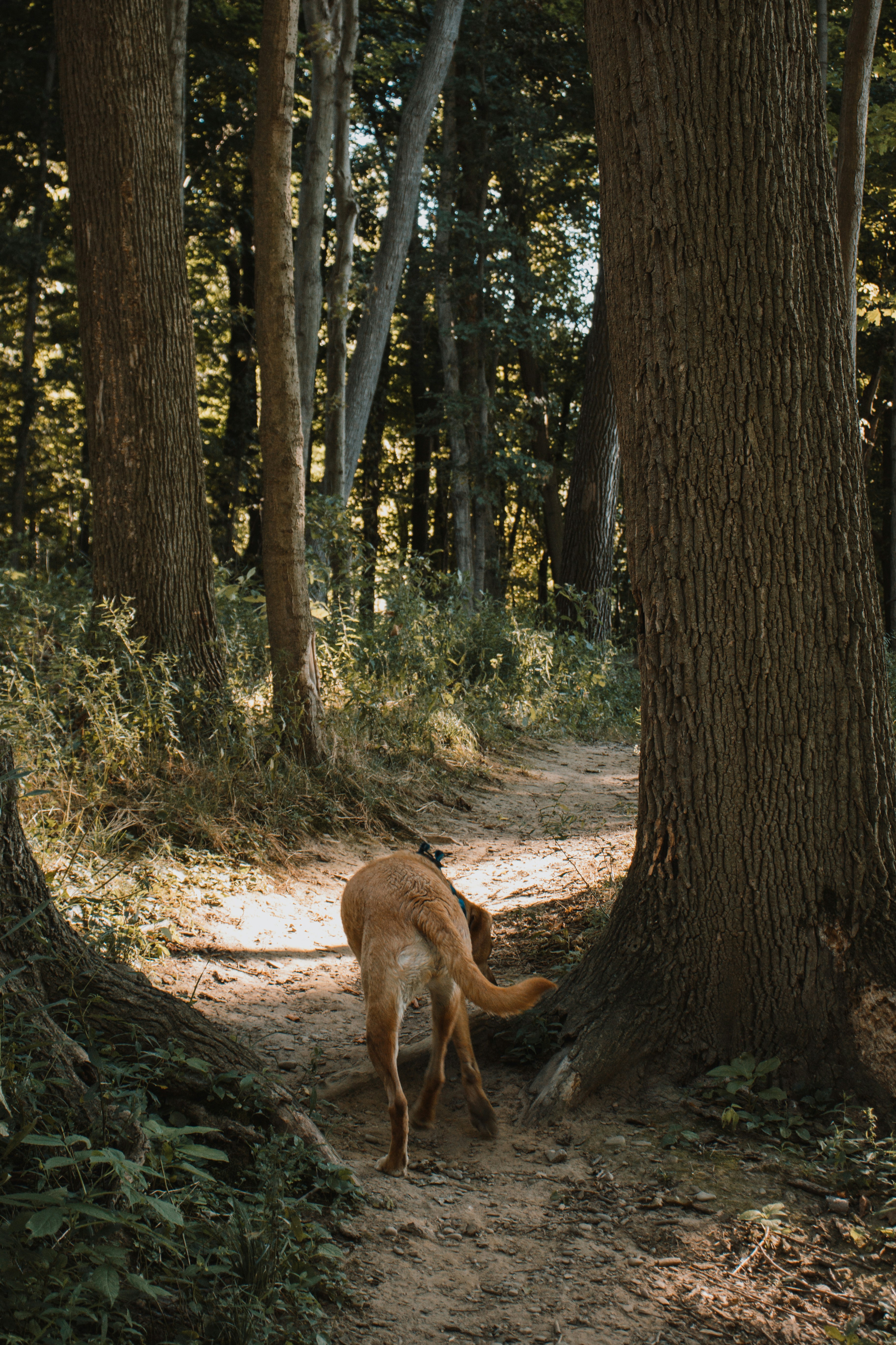 自然散歩デビューの完全マニュアル｜必要な道具から始め方まで