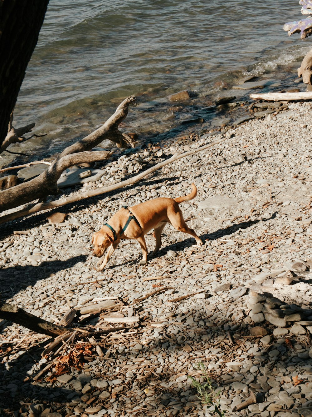 a dog on a rocky beach