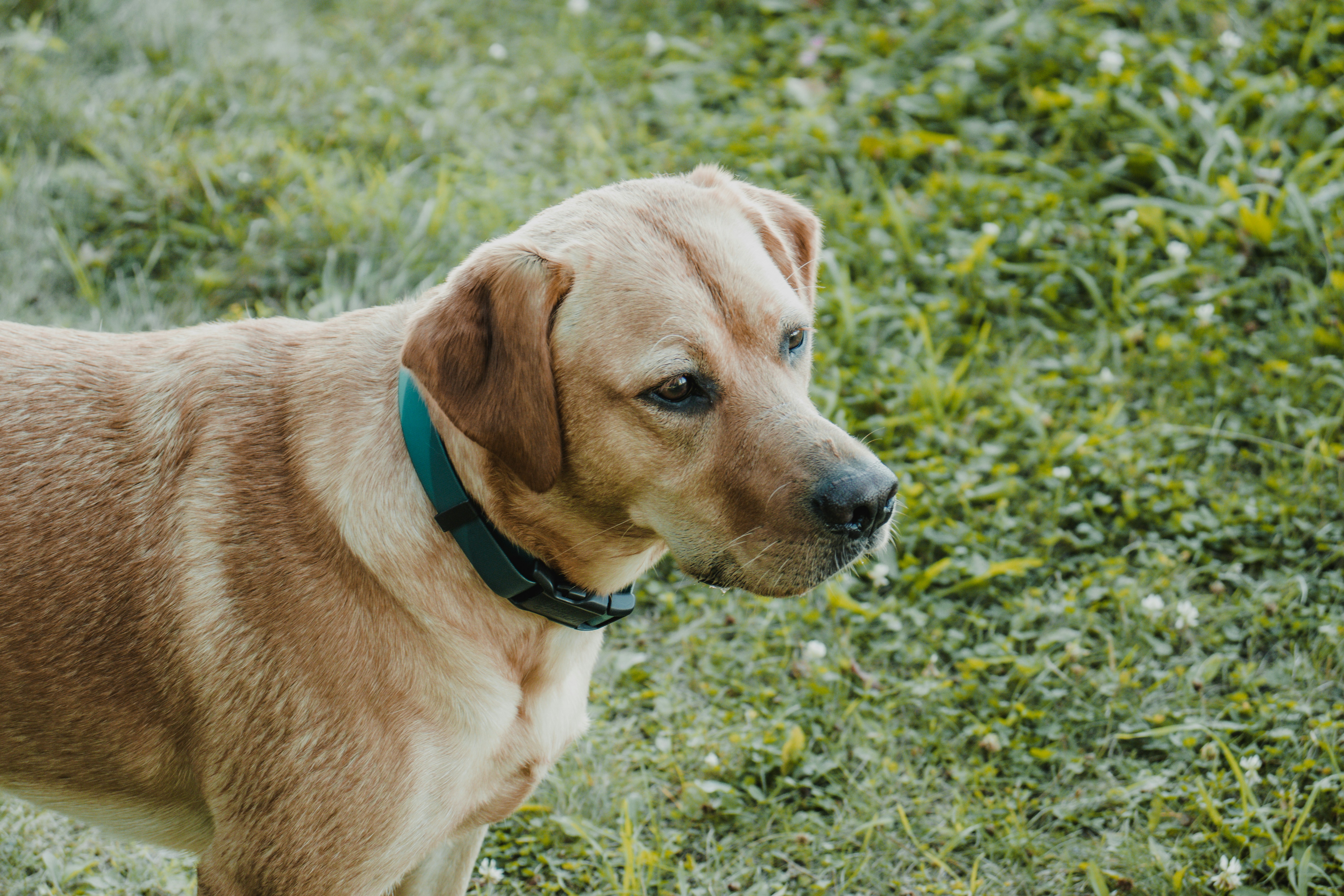 a dog in a grassy area