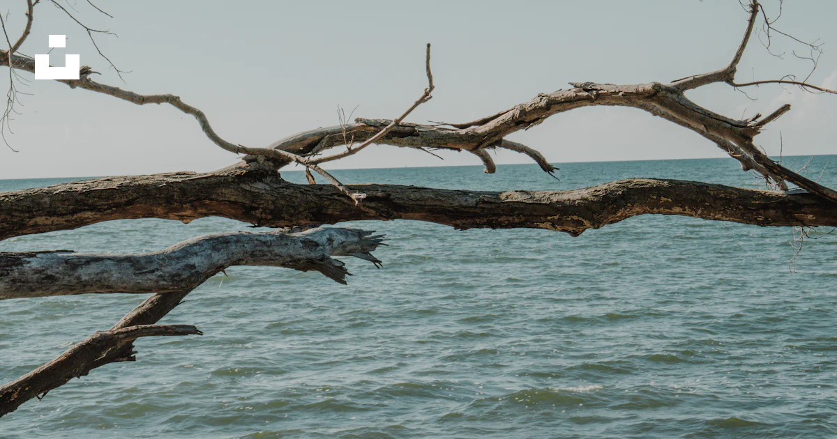 Branch Over A tree branch over water photo – Free Grey Image on Unsplash