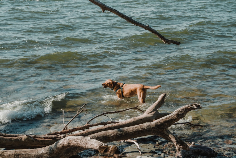 a dog standing on a log in the water