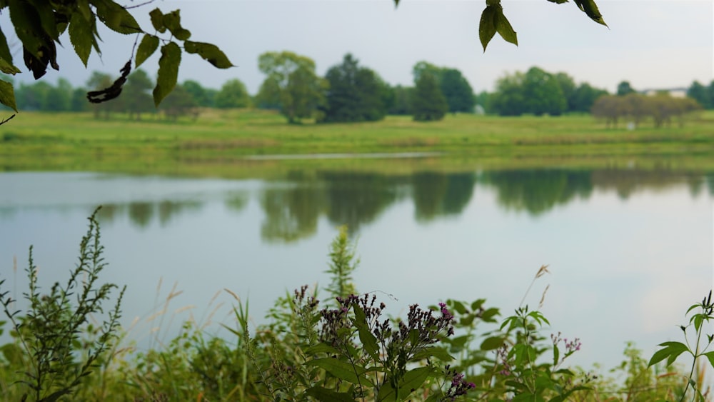 a body of water with grass and trees around it