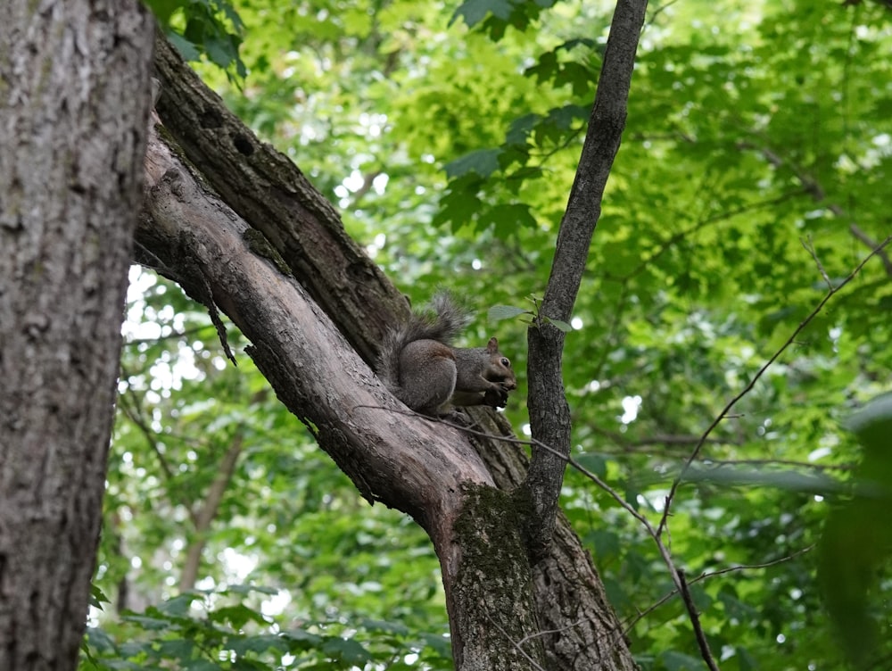 a squirrel in a tree