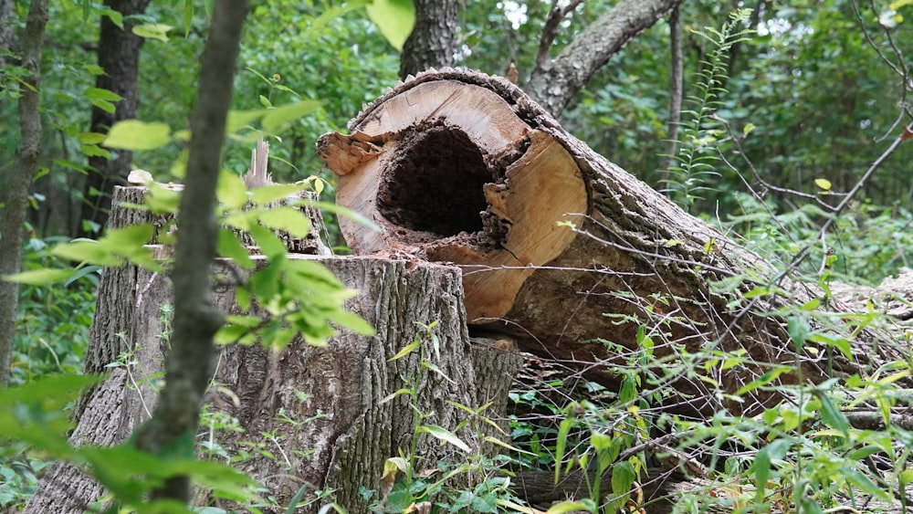 un tocón de árbol con un agujero