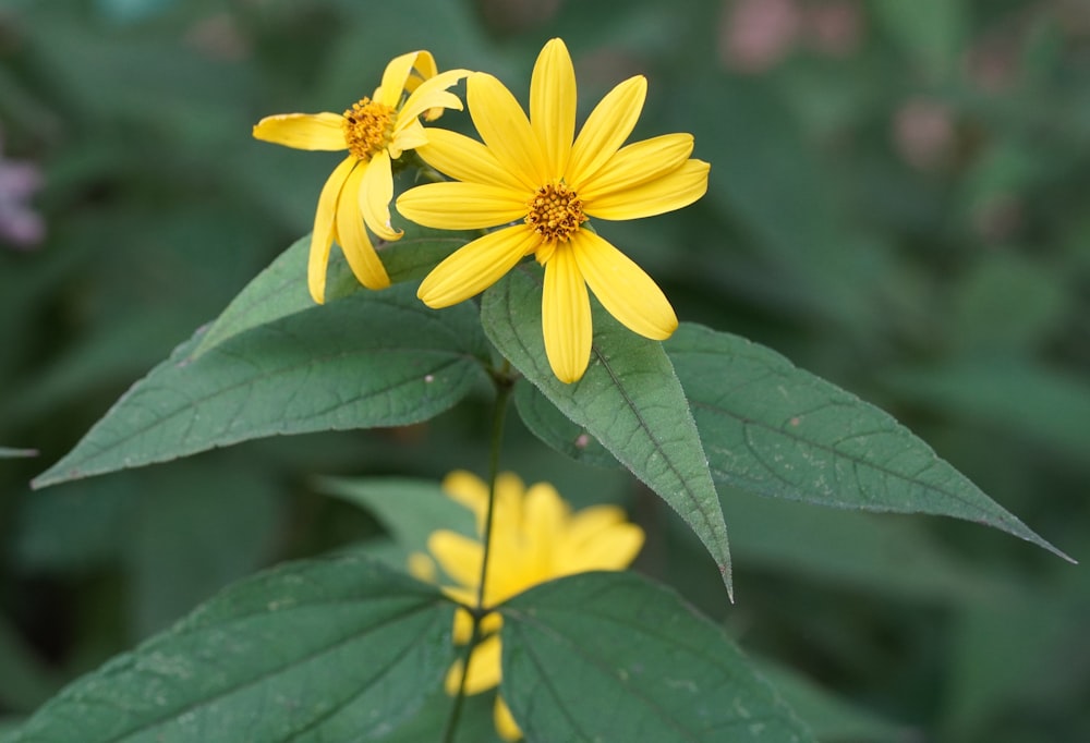 eine Gruppe gelber Blumen