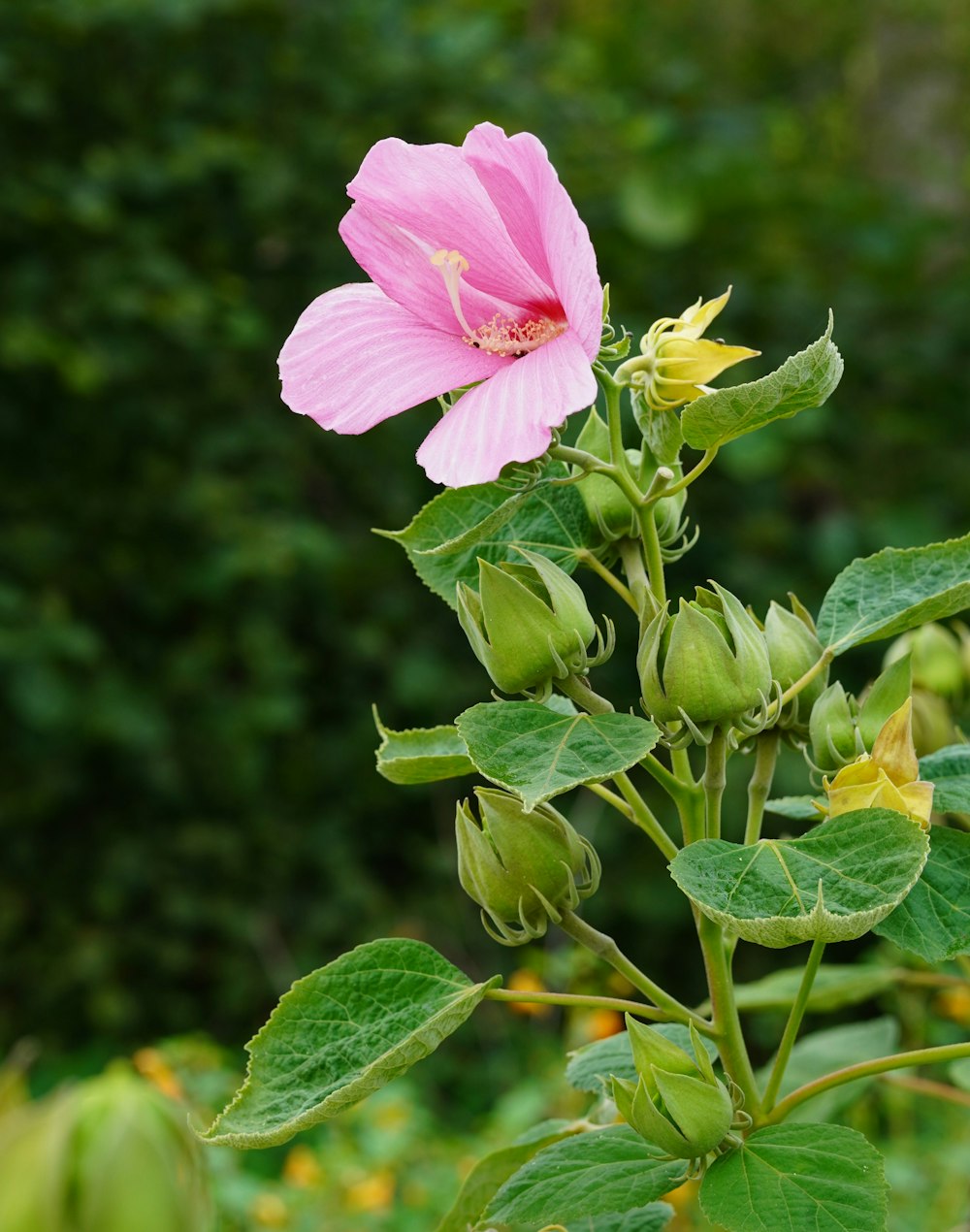 un fiore rosa su una pianta