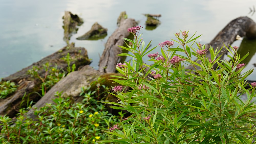 a group of plants next to a body of water