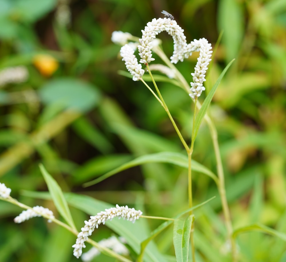 close-up of a flower