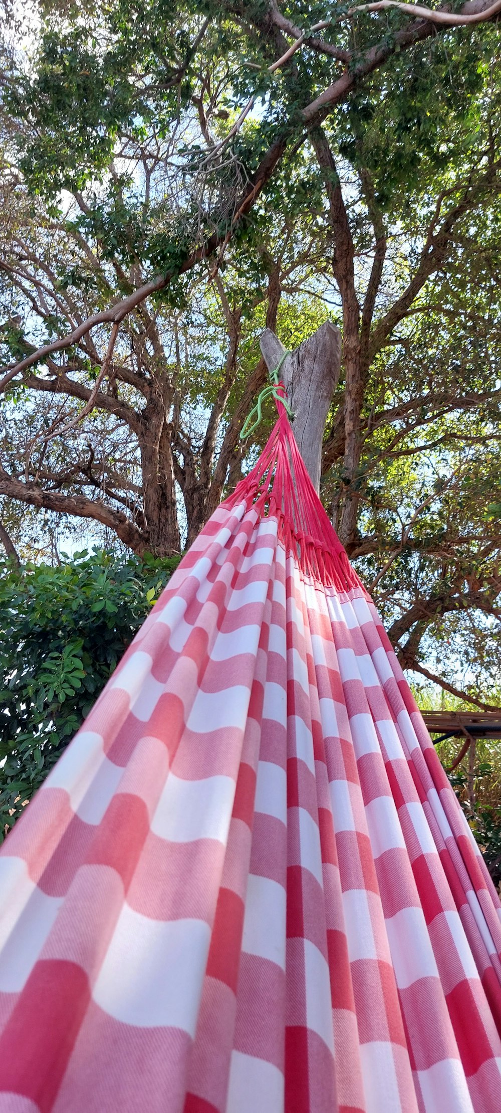 a white and red plaid tent under a tree