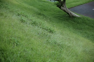 a tree in a grassy area