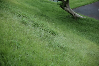 a tree in a grassy area