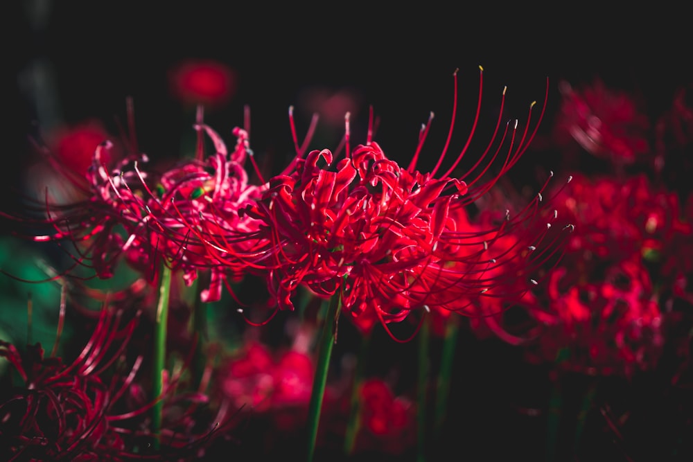 a close up of a red flower