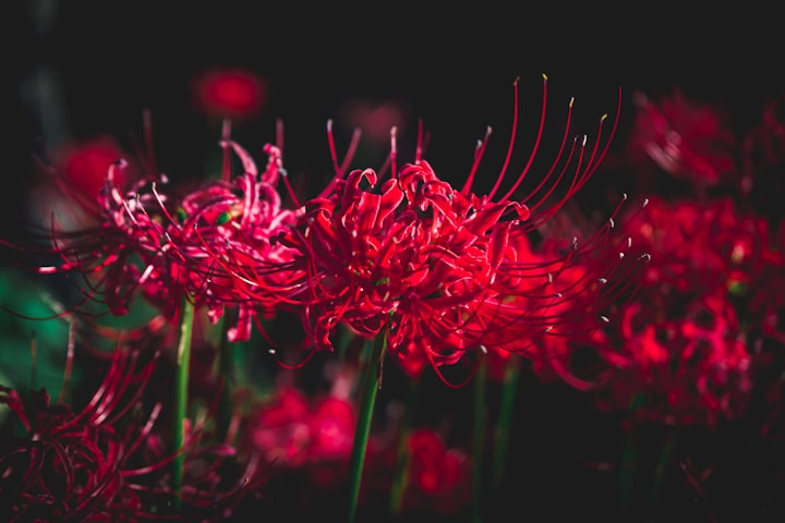 Lycoris radiata