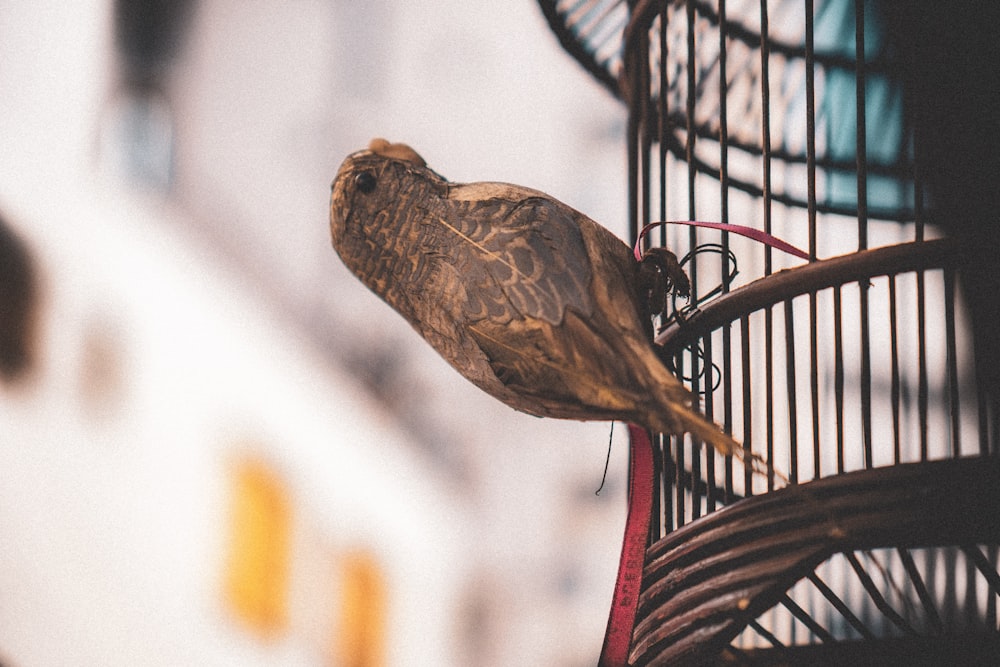 a bird perched on a bird feeder