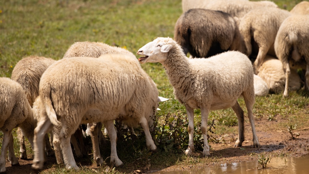 Eine Schafherde auf einem Feld