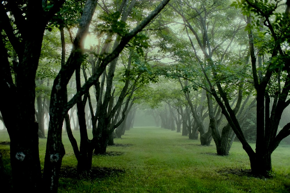 a path through a forest