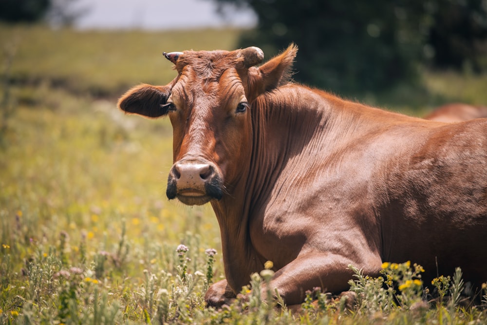 a cow lays in a field