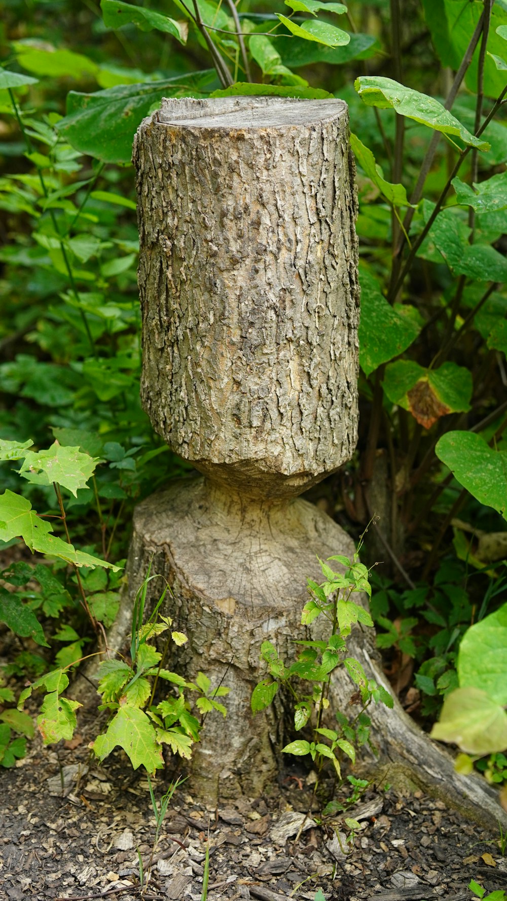 un tocón de árbol con una cara tallada