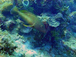 Underwater shot of a colorful fish swimming near river plants