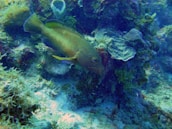 A vibrant underwater shot of a strange-looking fish with unique patterns swimming near coral.